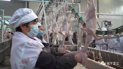 明友食品 年屠宰300萬羽芷江鴨項目投產，填補白條鴨市場空白，助力農副產品銷售升級